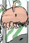 Seapy the Sea Pig